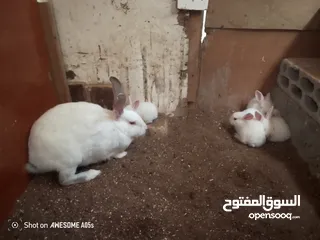  5 ارانب للبيع