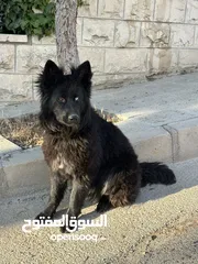  2 انثى رويال بلاك Female German Shepard Royal Black 10 months