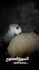  2 خروف نجدي معه من كل جال حبه  وزن 115كيلو