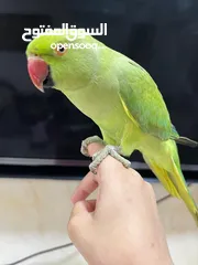  1 parrot female