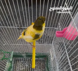  4 فحل كناري لون اصفر مقمبر فيه لطشات خفيفة مثل النار تبارك الرحمن انتاجي فرخ موسم ماضي صحة مية بالمية