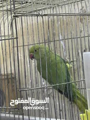  2 جوز دره مع قفص و كوخ