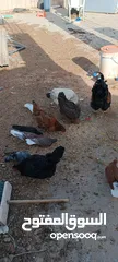 8 دجاج للبيع
