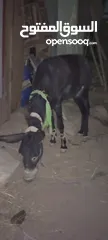  2 حمار  حراث كفاله ركوب من مجاميعو