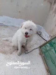  8 كلب فرنش تيرير للبيع التواصل للجادين فقط