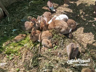  2 ارانب بلديه شغالة تربيه منزليه