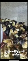  3 صوص بلدي  البزره القديمه حبات النخب من حضك والله يبارك ل صاحب النصيب..