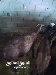  2 معزه كبيره في السن تحت منه اثنين واحد مفيش نصيب