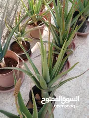  9 صبار الالوفيرا حجم كبير Aloe vera / الوفيرا / ألوفيرا مزهر عمر 3 إلى 4 سنوات