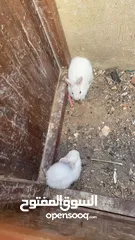  2 جوز ارانب بلدي مع ولادهم