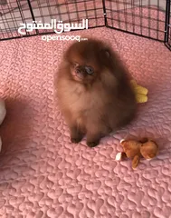  5 Teacup Pomeranian ready to join new family