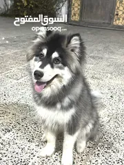  2 Alaskan malamute husky