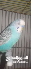  6 ذكرين كوكتيل مع قفص كاسكو جوز حب تحتهم اربع فراخ صحه ونظافه والسعر 70