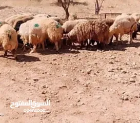 10 نبدأ بصلاة عل رسول الله - عرووووض  -عرووووض عروووض-  بمناسبة عيد الاضحى المبارك