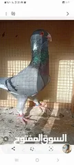  5 حمام نخب بيع او  بدل
