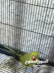  6 كوكتيل + درة