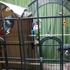  2 lovely African gray parrots