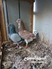  4 جواز للبيع