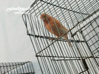  9 فحول نار وجواز