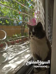  1 قط مكس ماين كون وبريتش