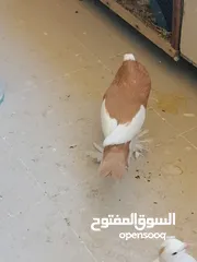  5 طيرة منفاخ اصفر جامبو شغاله بتزق افراخها في مادبا للبيع ام فرخ بدون الفرخ