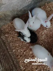  6 ارانب للبيع