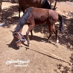  12 فرس مع مهر للبيع