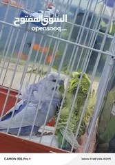  1 فحلين هوجو روما فحل تكساس فحل كلير وينج رينبو