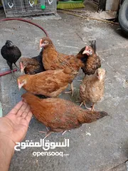  10 دجاج عرب مخاليف
