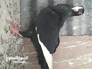  7 متاح  جواز  حمام الماني  كلو شغال جوز بلوني احمر تحته بيض وطيره مزهوراي حمره مع فرخها  وطيره مسوداي