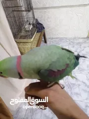  8 فحل كاسندرا طوق كامل أليف 100%