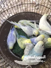  11 خمس ازواج رينبو للبيع