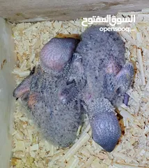  1 للزق اليدوي فراخ لوري رينبو قوس قزح العمر 17 يوم