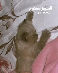  16 قطة أنثى (كتنز )نوع هملايا للبيع