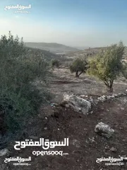  6 ارض مزروعة زيتون للبيع
