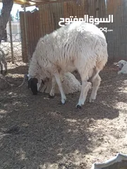  3 خروف للبيع عمره 8شهور ربي يبارك
