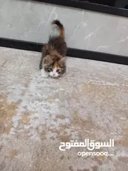  7 قطة بعمر الثلاث شهور للبتني مع اغراضها وبيتها واكلها مجاناً!!