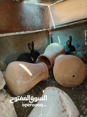  2 ارانب للبيع