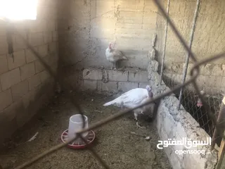  3 جوز حبش هولندي حجم جامبو ضخم