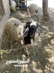  5 غنم عدد 3للبيع