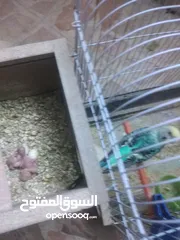  3 3 جواز حب مع فراخ  بيض مقفصات للبيع
