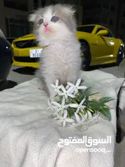  2 سكوتش مكس راقدول مهجنيين باي كلار
