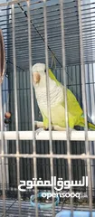  3 Fully tamed, talking, close ringed monk parakeet for urgent sale