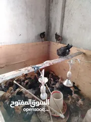  4 فراخ بلدي و  للبيع