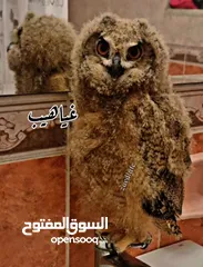  1 بوم فراخ  عقابي اوراسي اليف  بوم مقزم اليف سعره 40  وخدمة توصيل