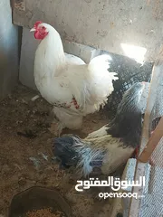  1 بسم الله وعلى بركة الله جاج للبيع