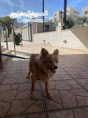  3 كلب لولو فوكس ذكر عمر سنه نضيف وا لا وب مع الأطفال و المهم ذكر الله