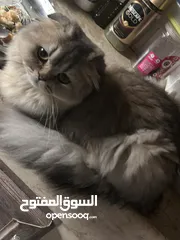  9 4 قطط للبيع