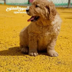  5 جـــــــراء جولدن مستوى عـــــالي ومميزه للعائله