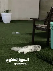 5 قطط ذكر عمر سنه